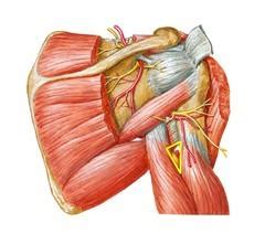 Radial nerve - Anatomy - Orthobullets