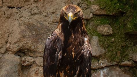 Golden Eagle Fact Sheet | Blog | Nature | PBS