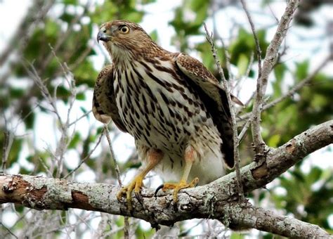 9 Species of Hawks in Florida (With Pictures & Info) - Optics Mag