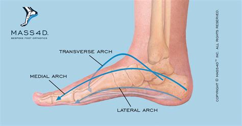 Simple Anatomy: ARCHES OF FOOT