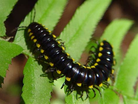 Millipede Animal Facts | Diplopoda | AZ Animals