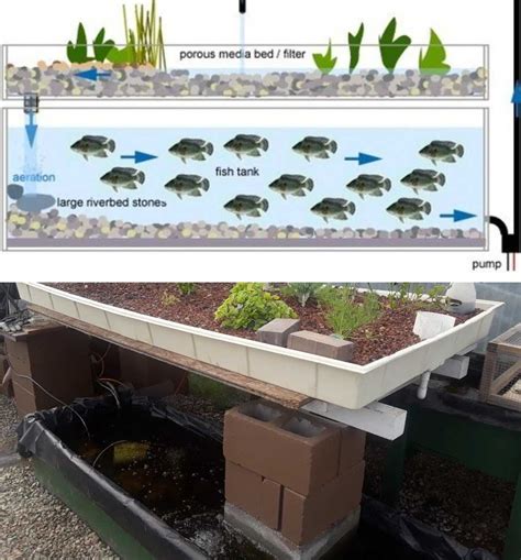 Aquaponics System Aquaponics Fish Fish Farming Aquaponics Greenhouse | Hot Sex Picture