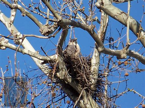 Cooper's Hawk Nest Closeup : birdsofprey