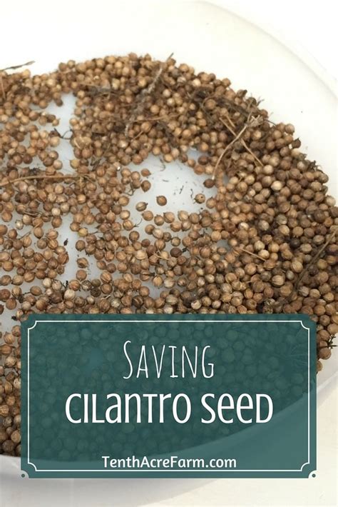 Saving Cilantro Seeds for Planting | Culinary herbs, Cilantro seeds, Herbs