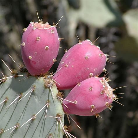 Prickly Pear - Opuntia ssp Mixed - Edible Fruit - Succulent Cactus Fru | Seeds for Africa