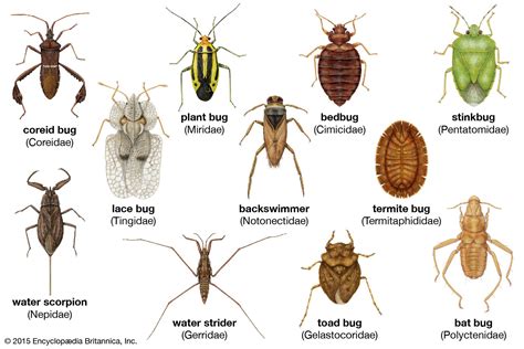 Insects And Bugs With Names