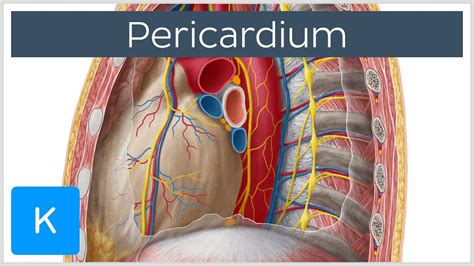 Pericardium - Definition, Function & Layers - Human Anatomy | Kenhub - YouTube