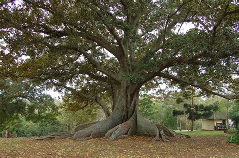 The Parable Of The Fig Tree | Echo Of Restoration Truths