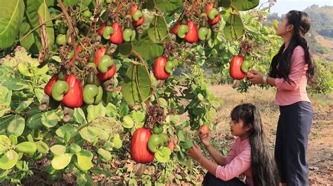 Harvest cashew fruit at the plantation crops | Natural cashew fruit for snack | Healthy fruit ...