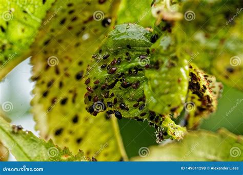 Black Aphids on the Leafs of an Apple Tree Stock Photo - Image of spring, blackfly: 149811298