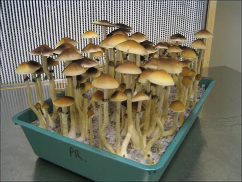 How To Grow Psychedelic Mushrooms | The Garden