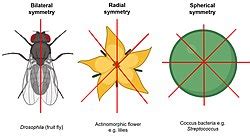 Radial Symmetry