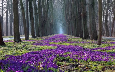 Park spring landscape, trees, flowers, crocus, path wallpaper | nature ...