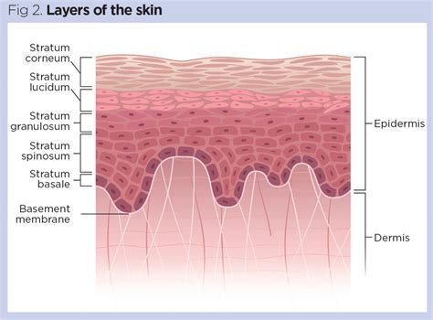 Layers Of The Epidermis Stratum Granulosum