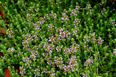 Types of Creeping Thyme Plants: Caraway, Wooly, Etc.