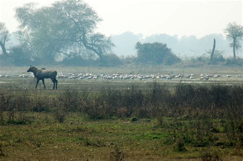 Keoladeo National Park | Sahapedia