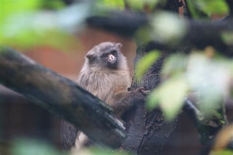 Black-tailed marmoset stock photo. Image of marmoset - 105174764