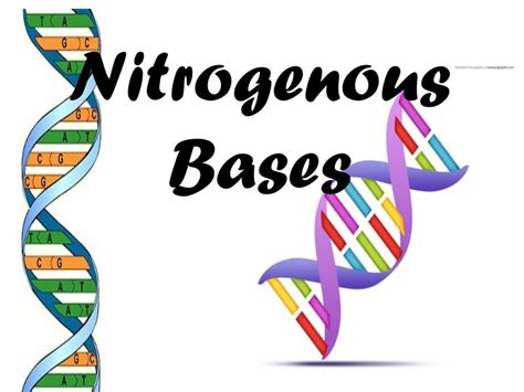 Nitrogenous bases