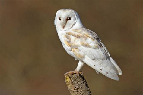 Barn owl delight - Moorland Association