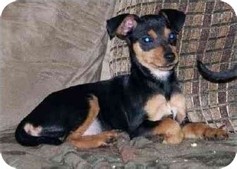 SUZIE | Adopted Dog | christiana, TN | Rat Terrier/Miniature Pinscher Mix