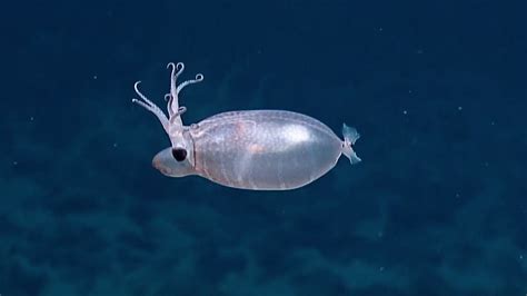 Scientists spotted a translucent piglet squid and it's actually adorable