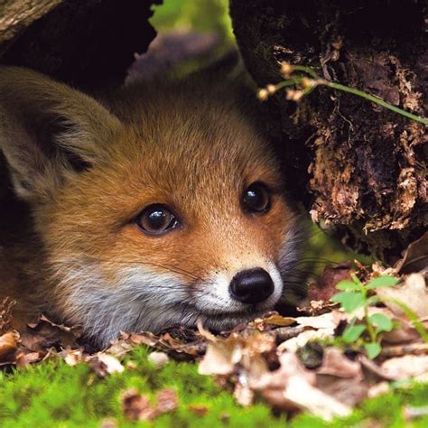 9 Cute Pictures of Red Foxes