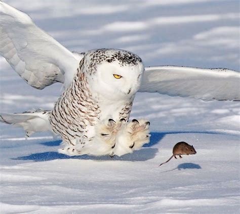 Snowy Owls Hunting