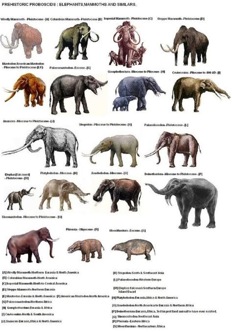 23 best Extinct images on Pinterest | Extinct animals, Animales and ...