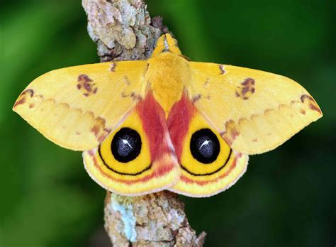 20 Moth Species More Beautiful Than Butterflies