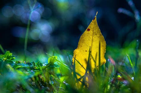 Gambar : pohon, alam, hutan, rumput, cabang, cahaya, menanam, sinar ...