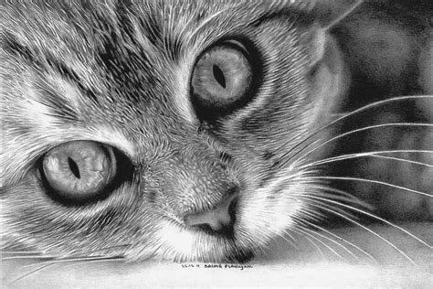 30 Beautiful Cat Drawings - Best Color Pencil Drawings and Paintings ...