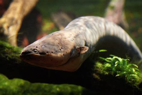 Electric Eel (Electrophorus Electricus) Stock Photo - Image of fish, ampere: 69675374