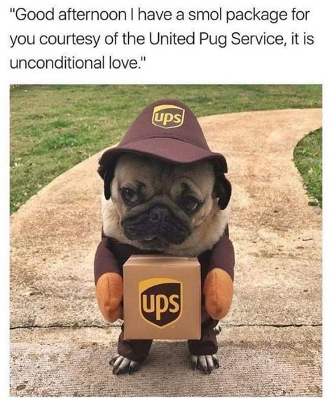 101 Lovable Pug Memes That Are Too Puggin' Cute