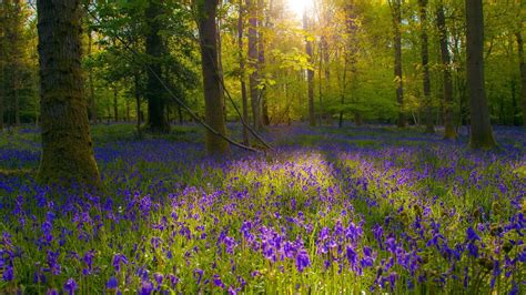 landscape, Flowers, Forest, Sunlight, Blue Flowers Wallpapers HD / Desktop and Mobile Backgrounds