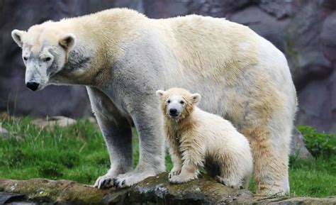 Adorable polar bear makes her debut at zoo - ABC News