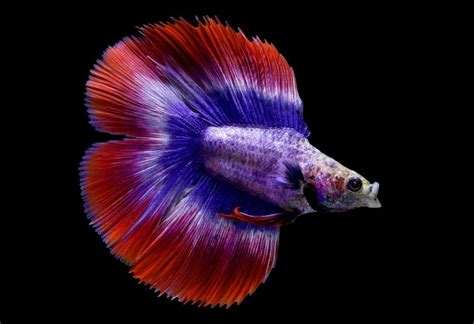 Halfmoon Betta: Care Guide, Pictures, Lifespan & More | Hepper