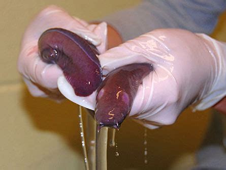 Ingredients of hagfish slime revealed