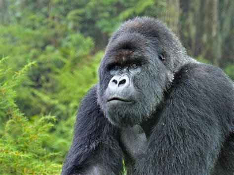 Mountain Gorilla | Gorillas | WWF