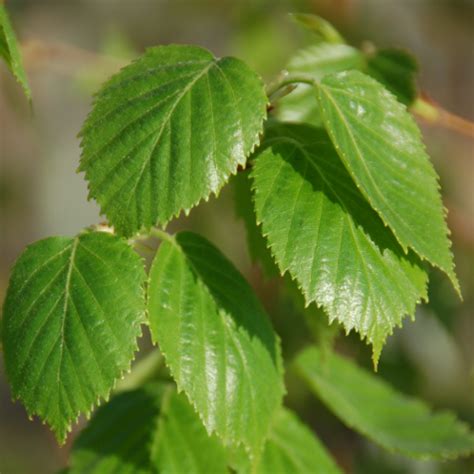 Betula papyrifera | Products offered by Winkelmolen Nursery | Wholesale ...