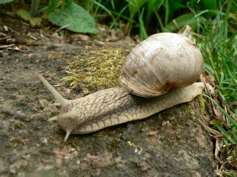 Free picture: roman, snail