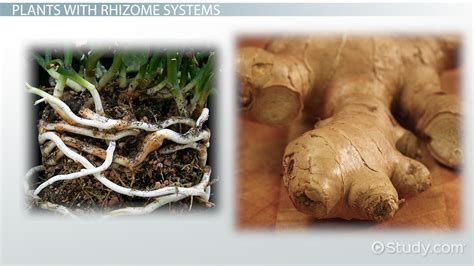 Rhizomes Plant