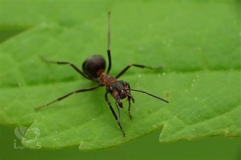 The ant with metal in its mandibles | A Moment of Science - Indiana Public Media