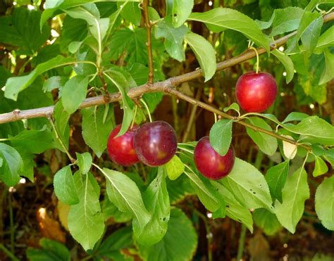 Wild Harvests: Cherry Plum- an early plum gone wild