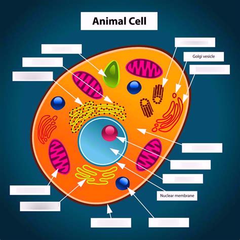 PARTS OF AN ANIMAL CELL DIAGRAM Diagram | Quizlet