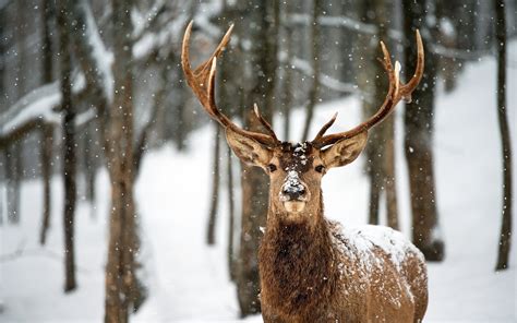 Deer in Snow Wallpaper - WallpaperSafari