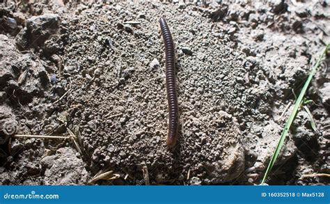 The Centipede - Vegetable-eating Millipedes Stock Photo - Image of black, multicoloured: 160352518