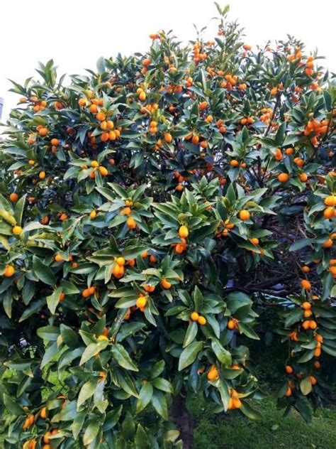 How to Grow Kumquats: Complete Guide To Kumquat Tree Care