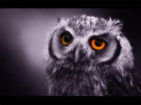 Screensaver: Funny Owl