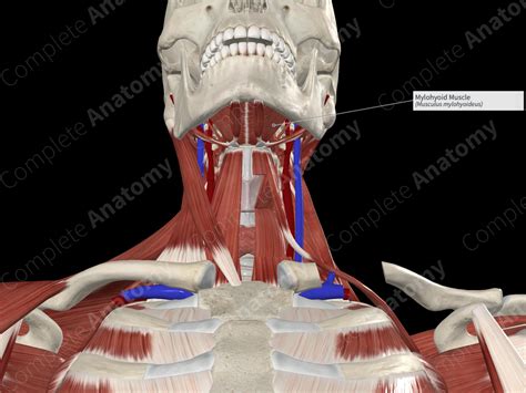 Mylohyoid Muscle | Complete Anatomy