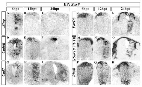 Sox9 induces neural crest markers but not RhoB. All panels show embryos ...